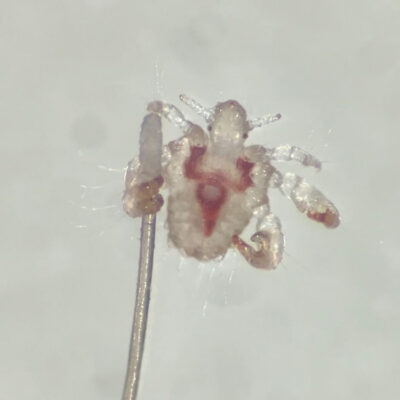 Lladella enganxada